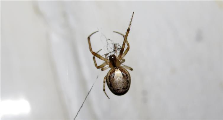 Zygiella atrica?